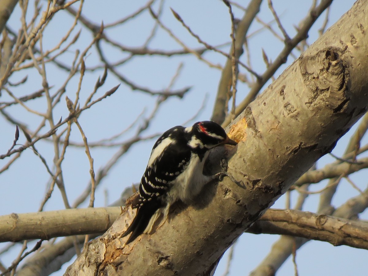 Hairy Woodpecker - Lisa Hoffman