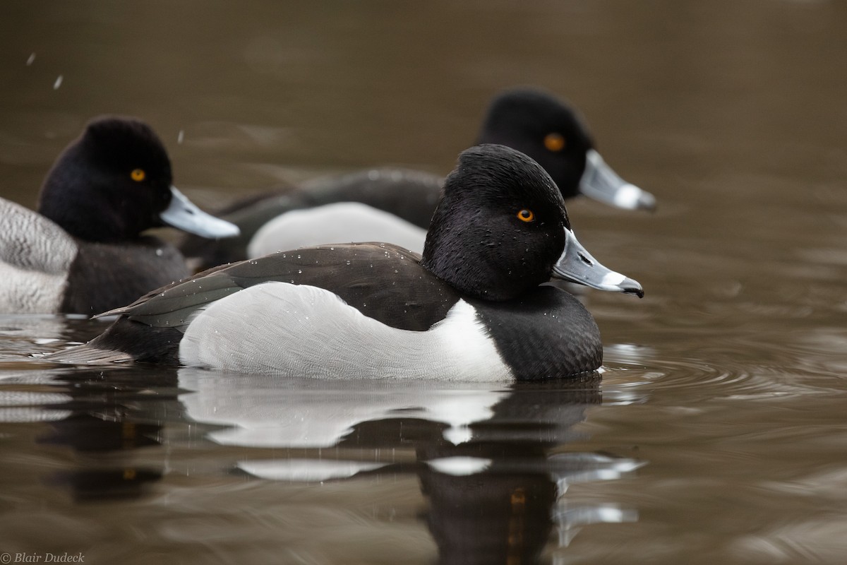 Ring-necked Duck - Blair Dudeck