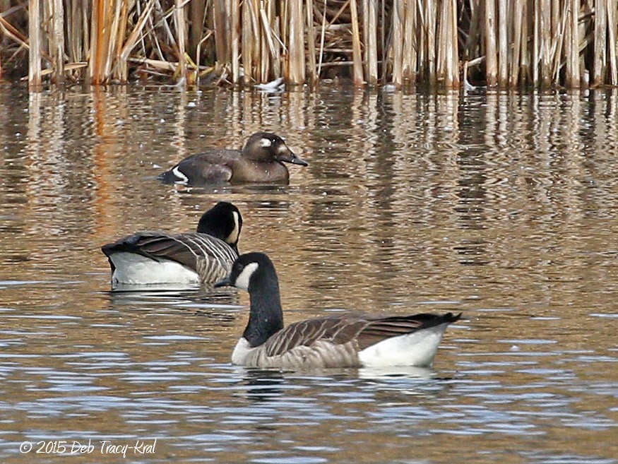 White-winged Scoter - ML20676371