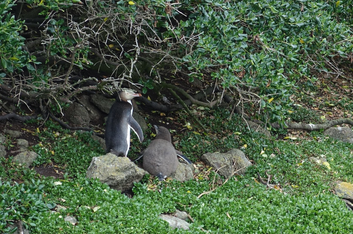 Yellow-eyed Penguin - John Barkla