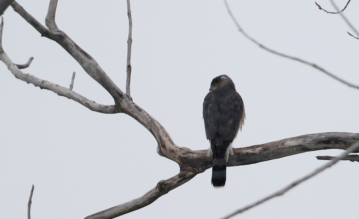 Cooper's Hawk - ML206764731