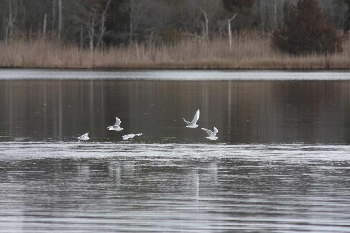 Mouette de Bonaparte - ML206767641