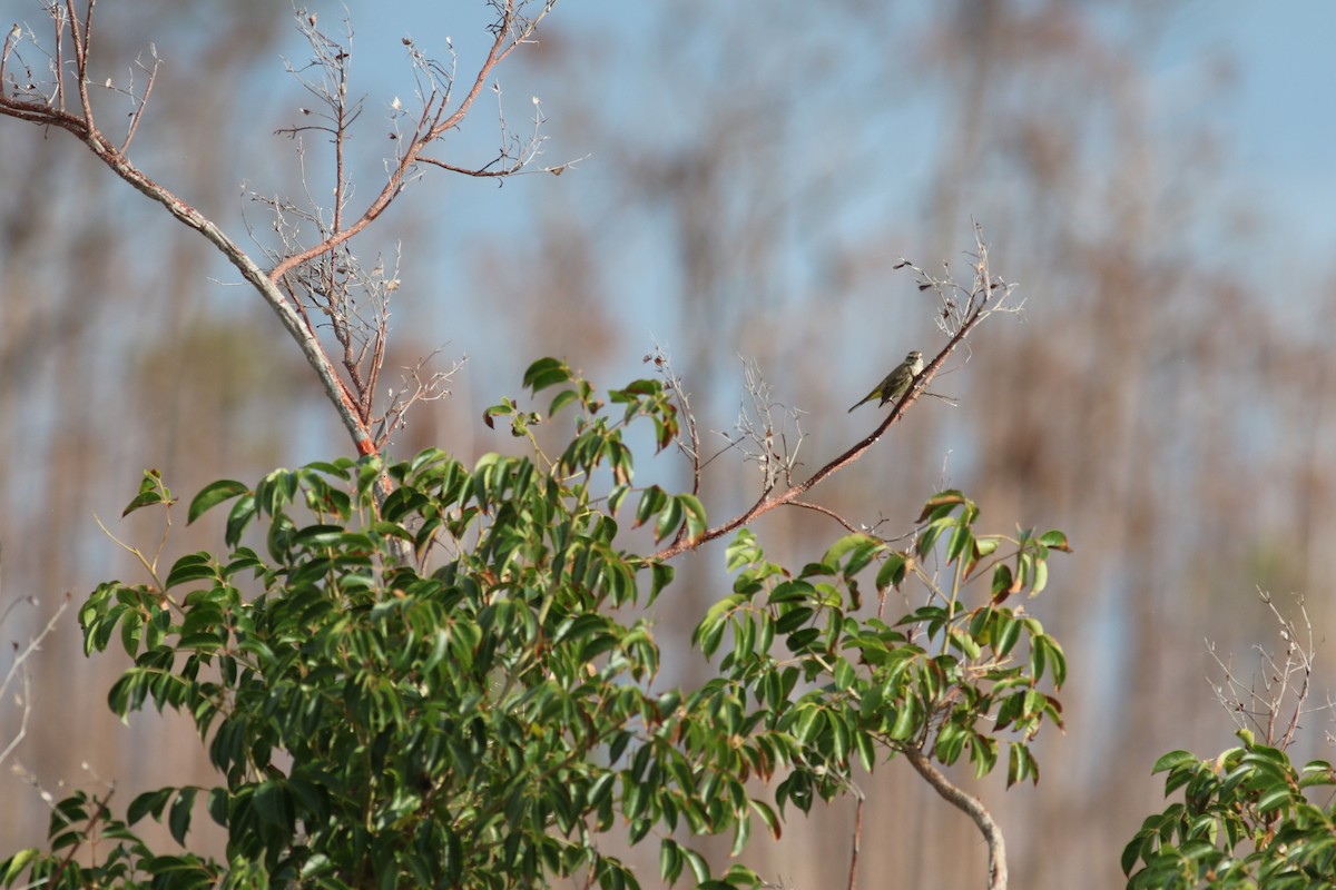 lesňáček bažinný (ssp. palmarum) - ML206768111