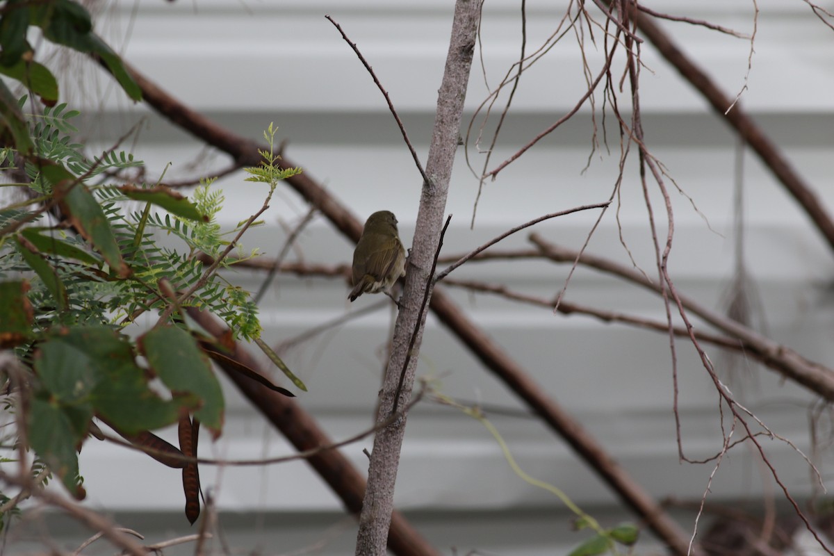 Black-faced Grassquit - ML206768261