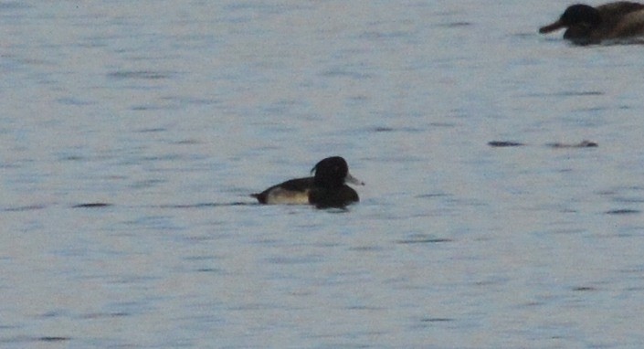 Tufted Duck - ML20676941
