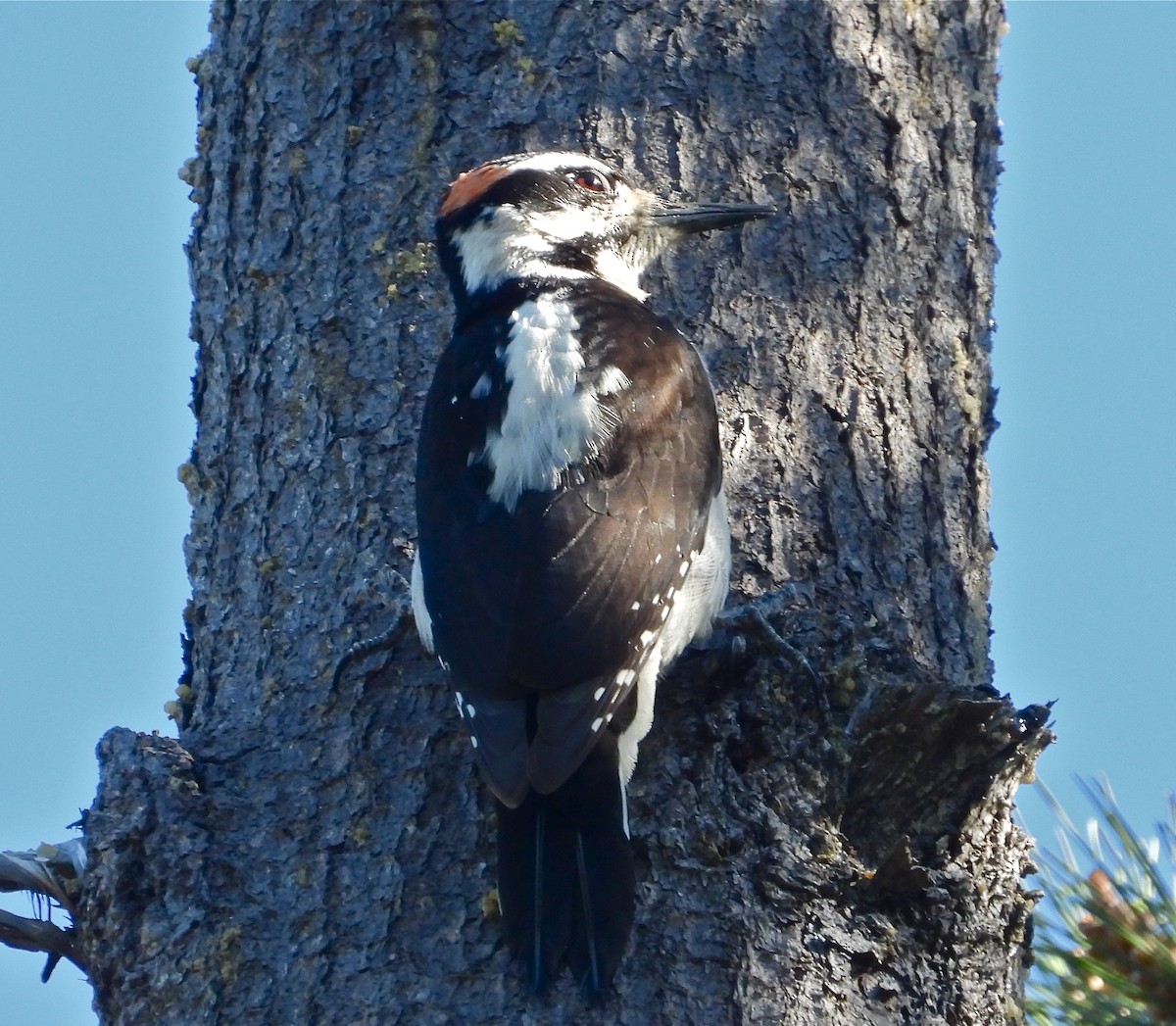 Hairy Woodpecker - Pair of Wing-Nuts