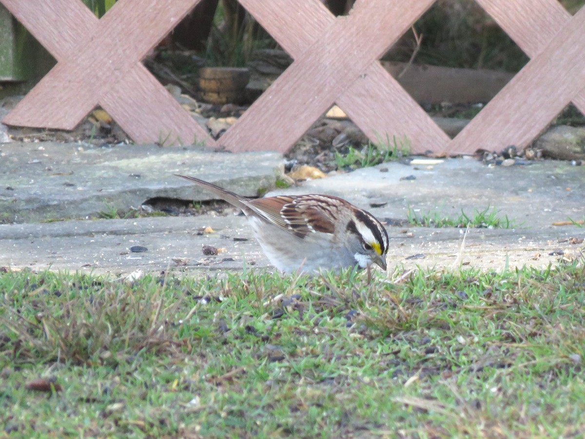 White-throated Sparrow - ML206772621