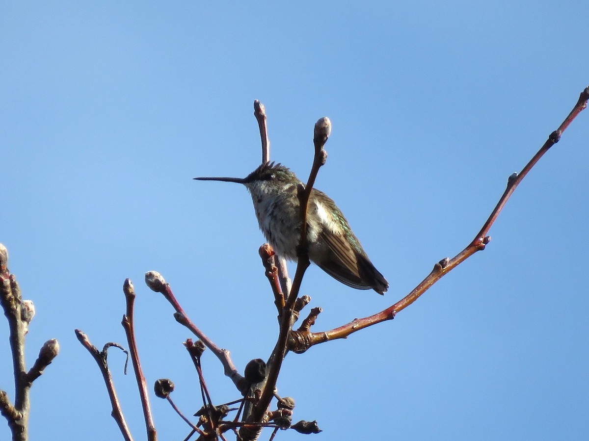Black-chinned Hummingbird - Joshua Emm