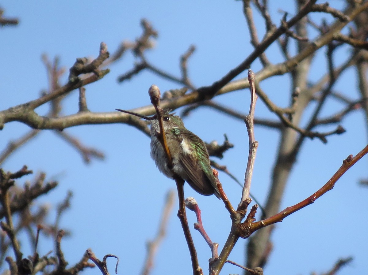 Black-chinned Hummingbird - ML206772791