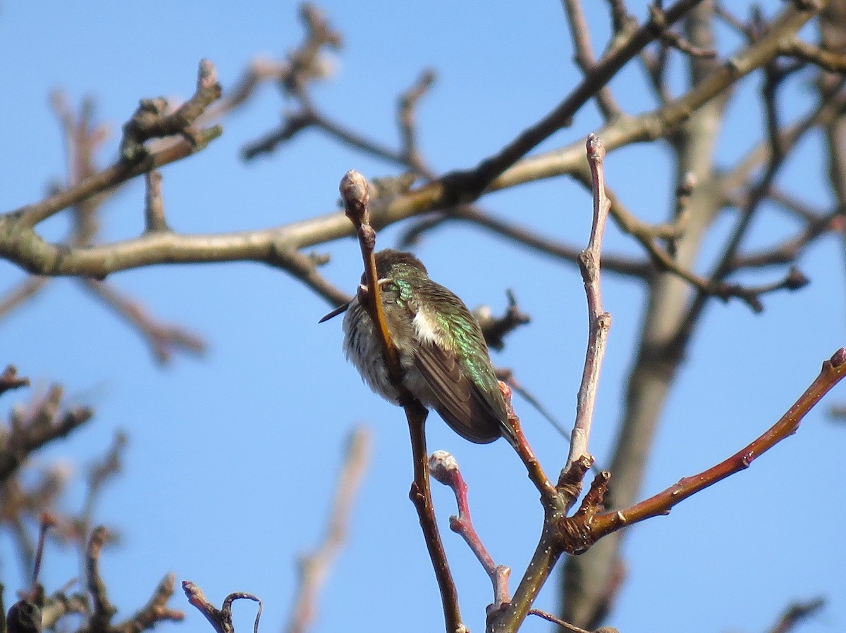 Colibri à gorge noire - ML206772871