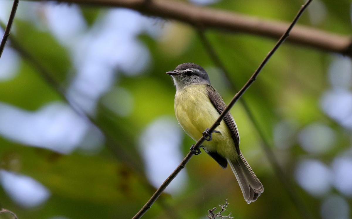 Mosquerito Cabecigrís (cristatus) - ML206773071