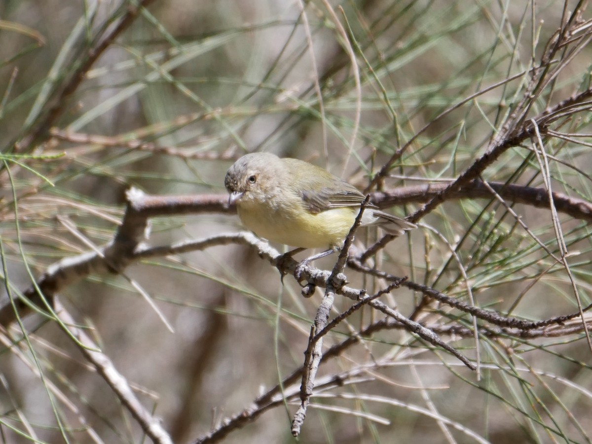 Weebill - ML206773421