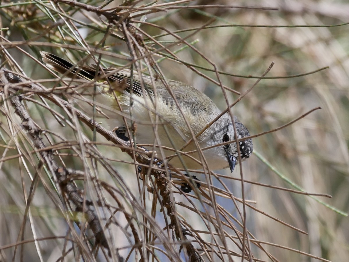 Yellow-rumped Thornbill - ML206773451