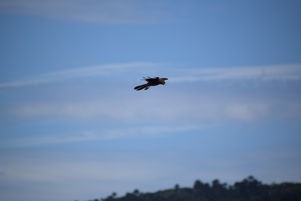 Chimango Caracara - ML206773501