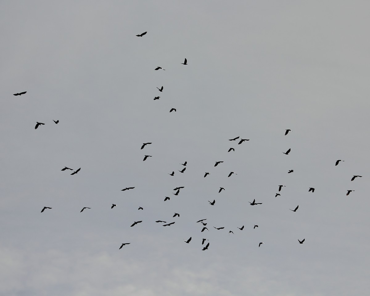 Fish Crow - ML20677361