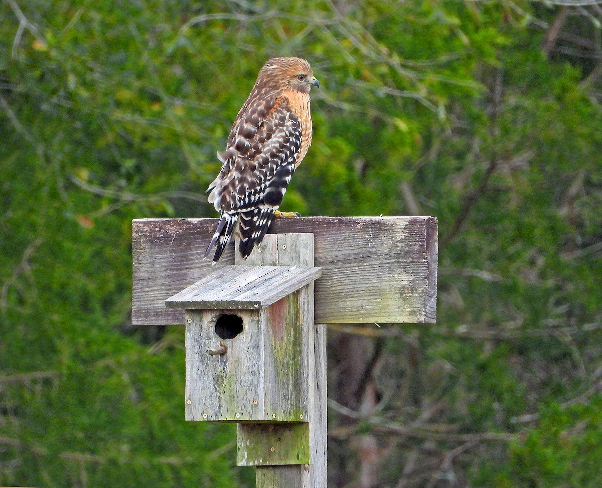 Red-shouldered Hawk - ML206773881