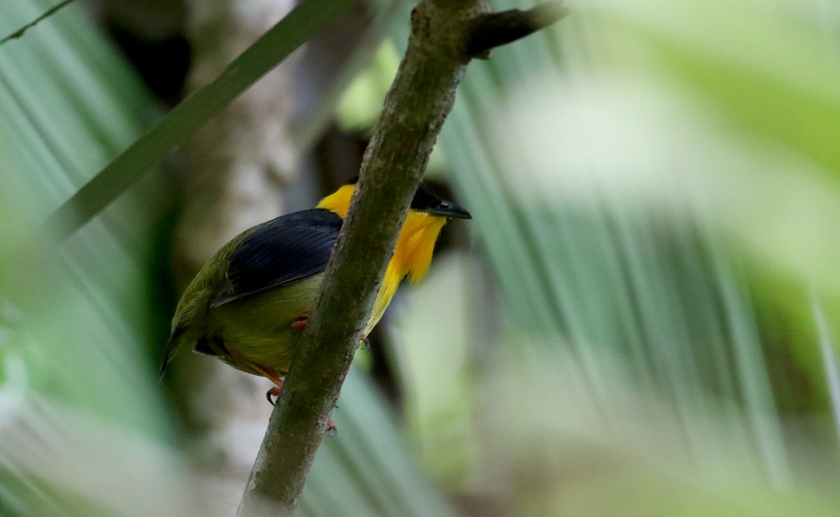 Golden-collared Manakin - ML206774081