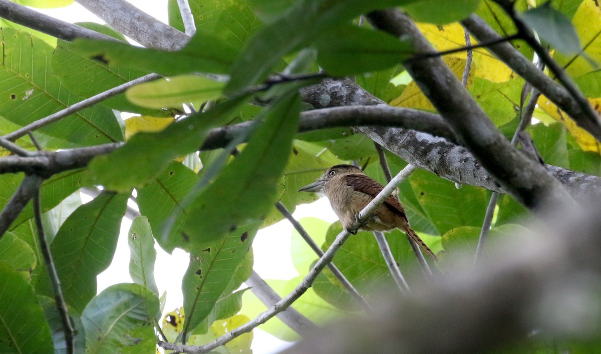 Barred Puffbird - ML206774271