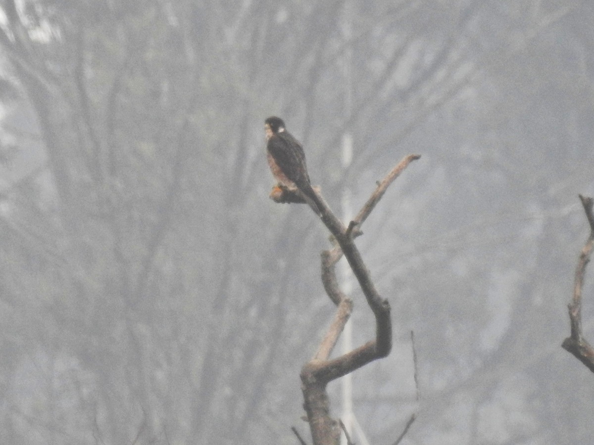 Peregrine Falcon - ML206775231