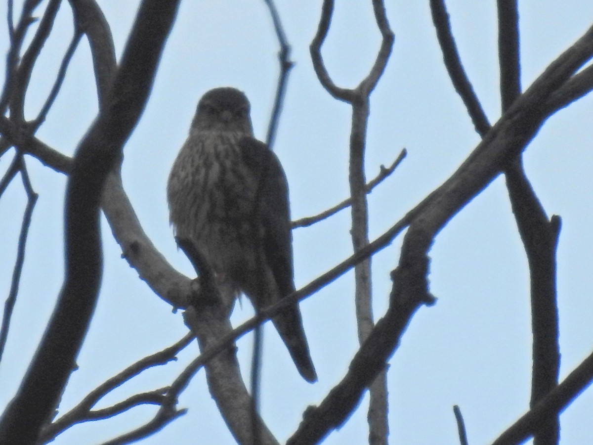 Merlin - ML206775301