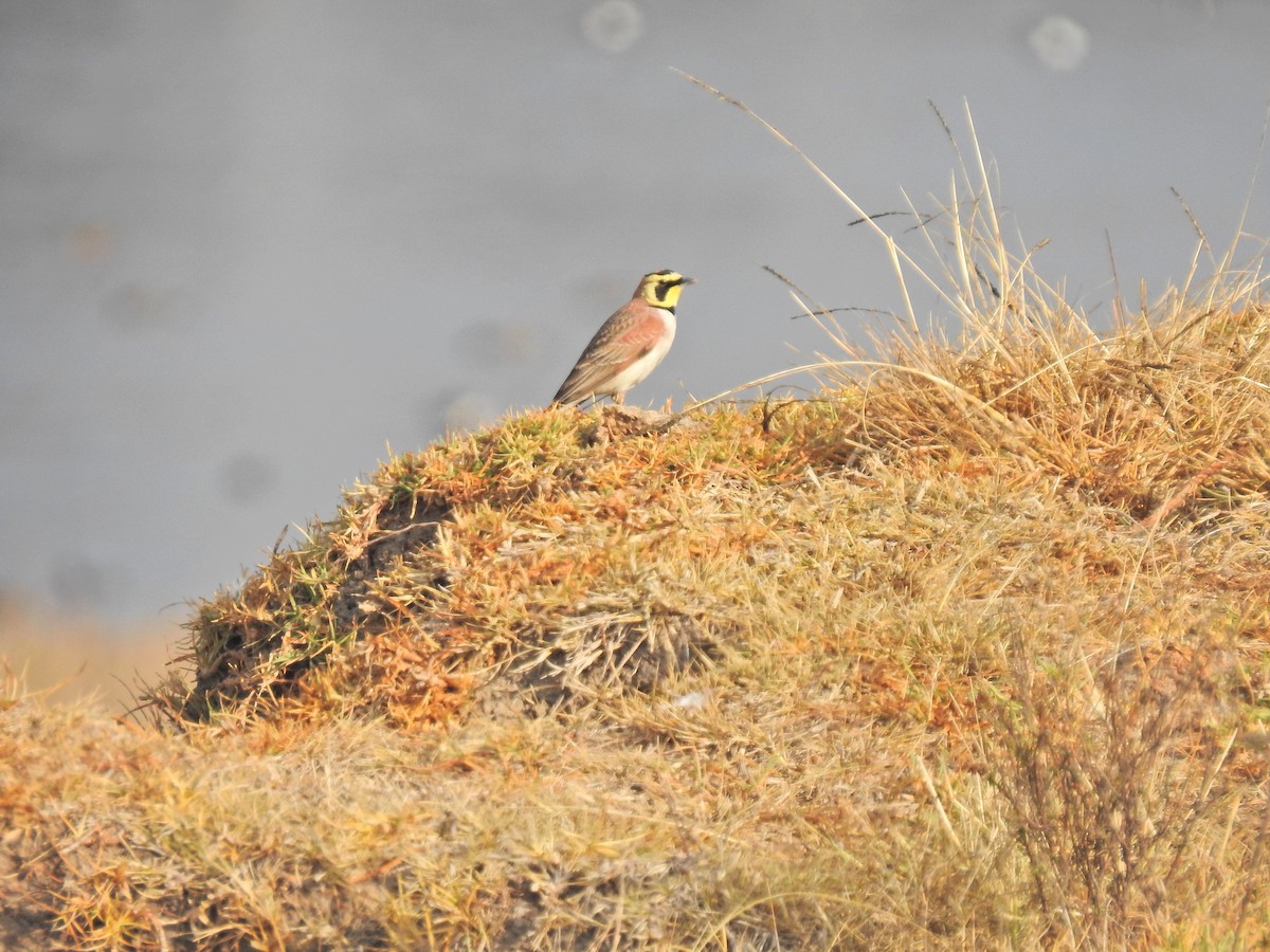 Horned Lark (Mexican) - ML206775391