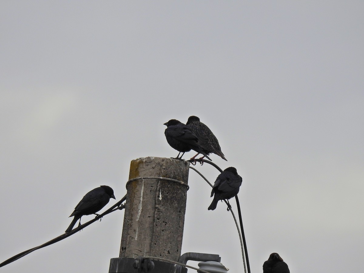 European Starling - ML206775421