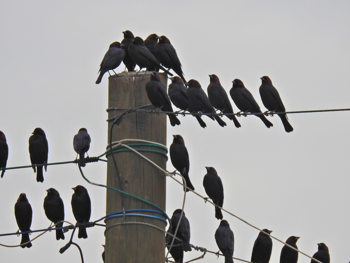 Brown-headed Cowbird - ML206775531