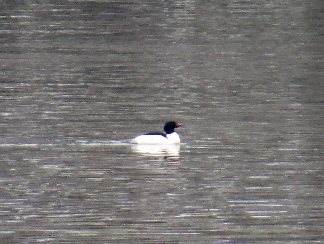 Common Merganser - ML206777521