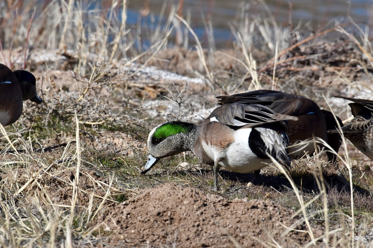 American Wigeon - ML206777571