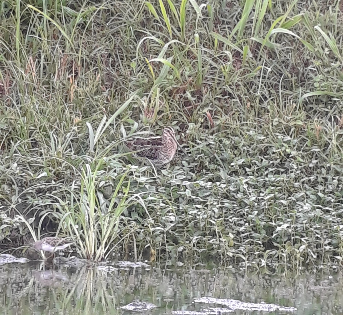 Wilson's Snipe - ML206777781