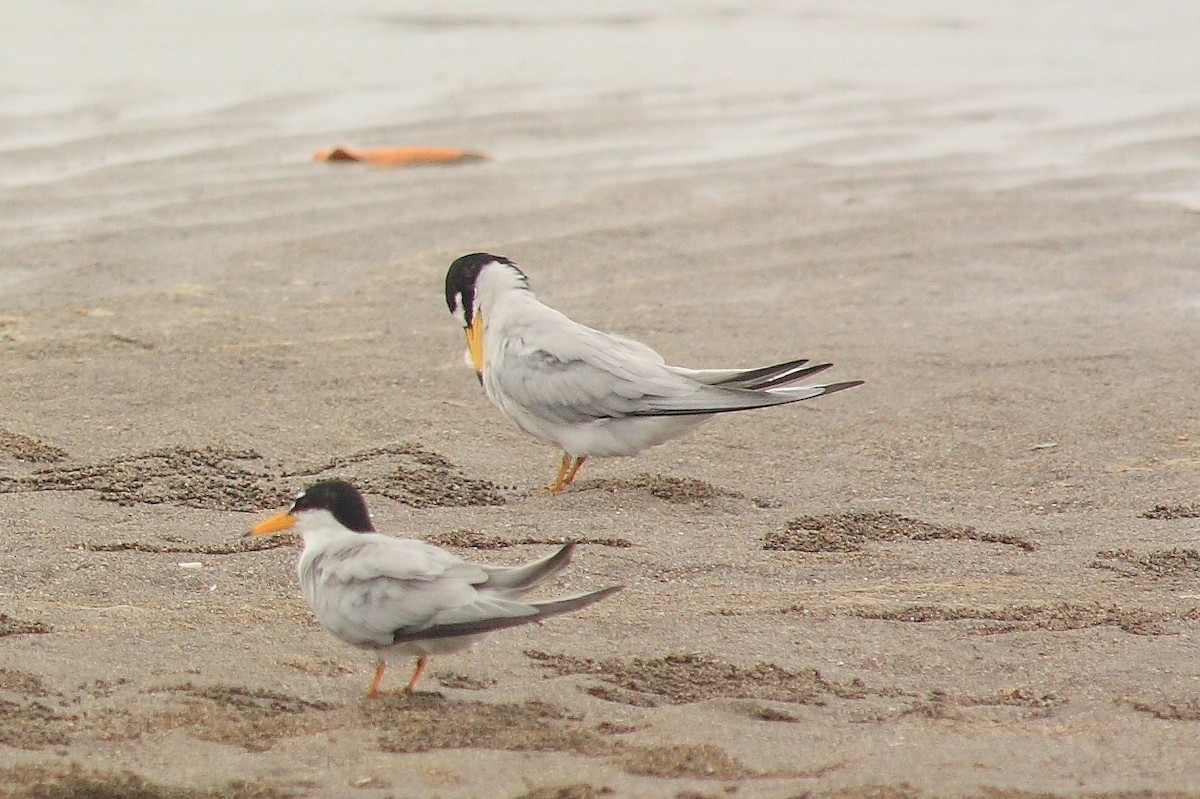 Least Tern - ML206780901