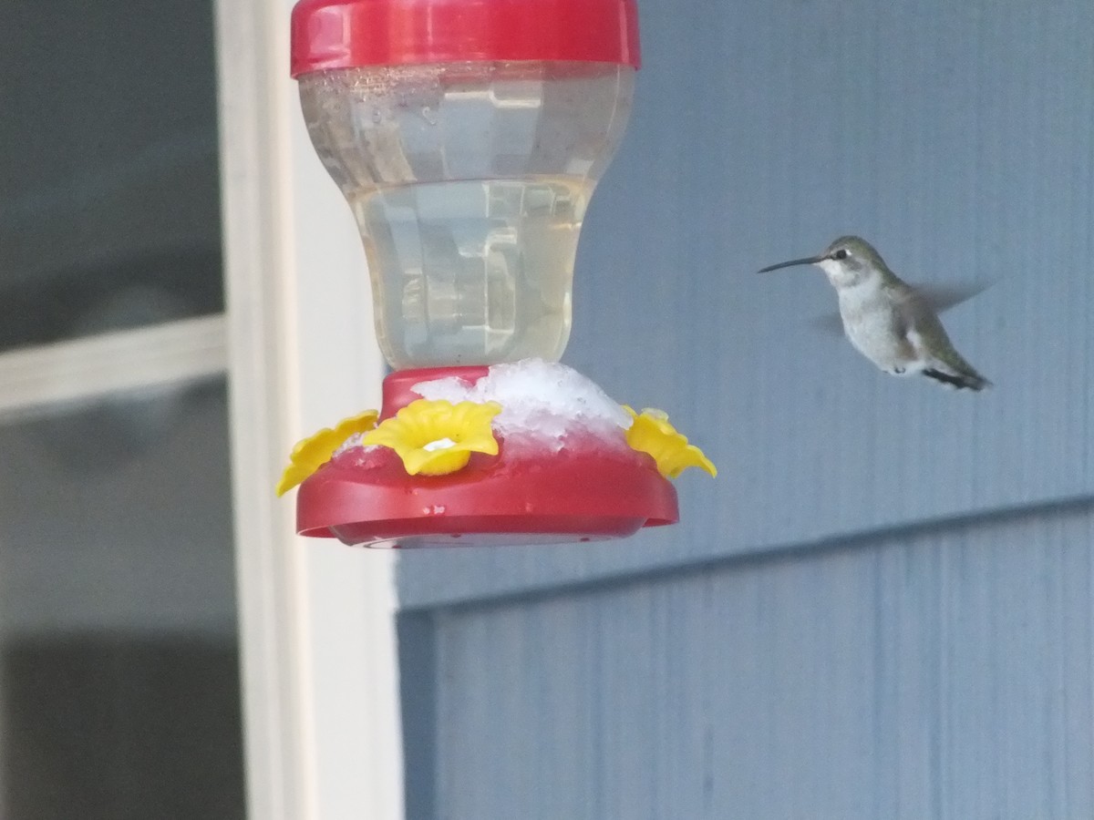 Costa's Hummingbird - ML20678091