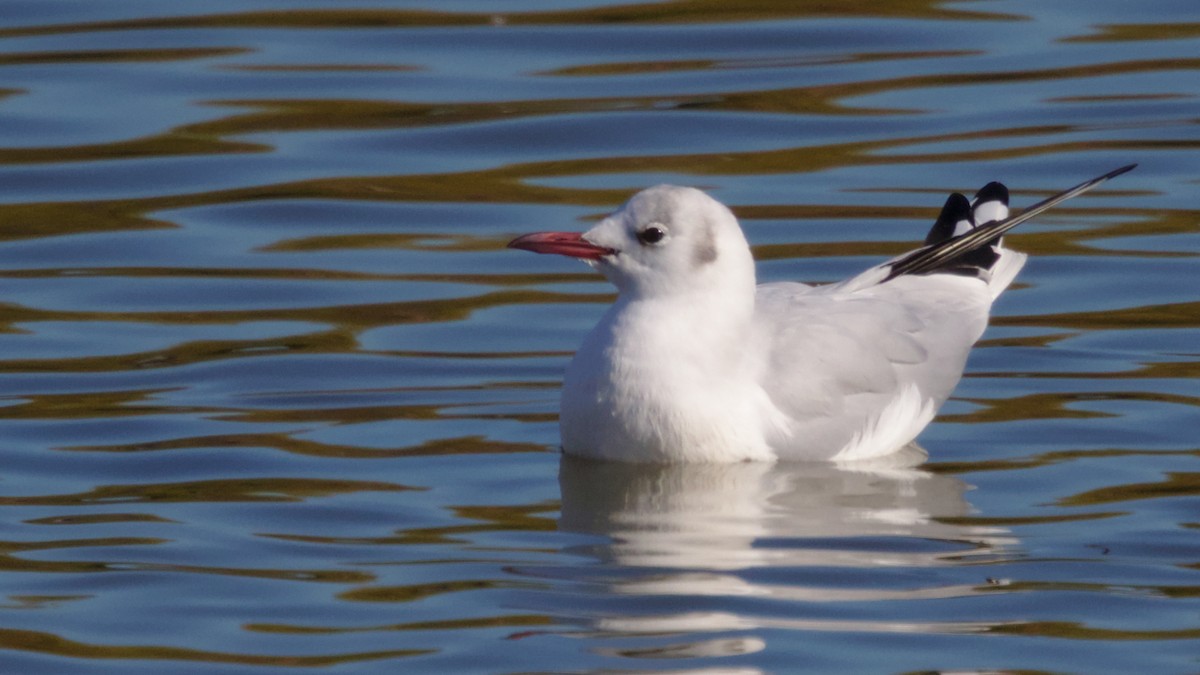Mouette rieuse - ML206781811