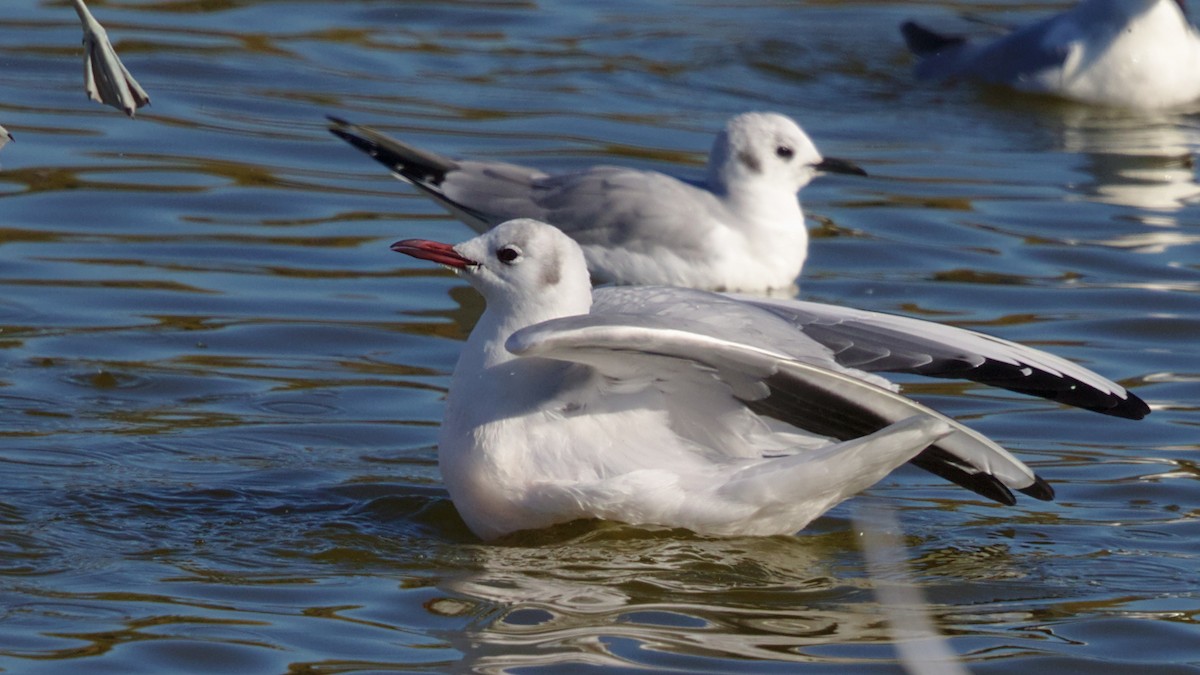 Mouette rieuse - ML206781931