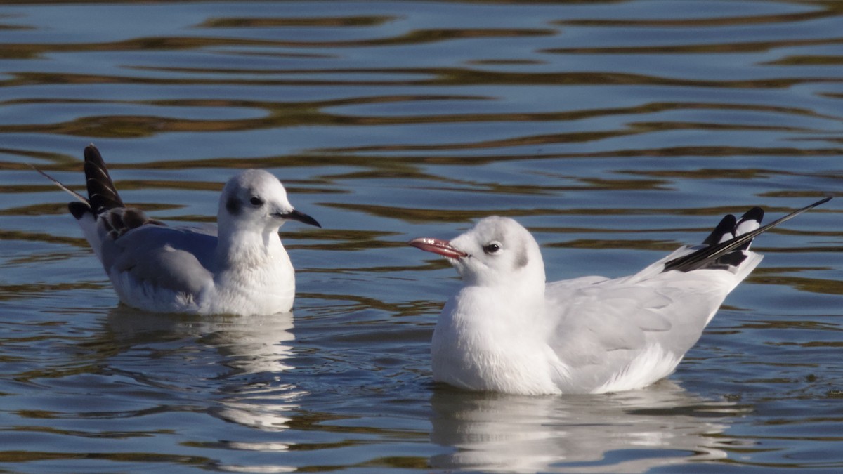 Mouette rieuse - ML206782011