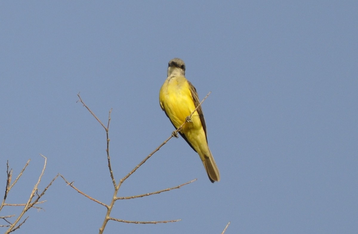 Couch's Kingbird - ML206782691