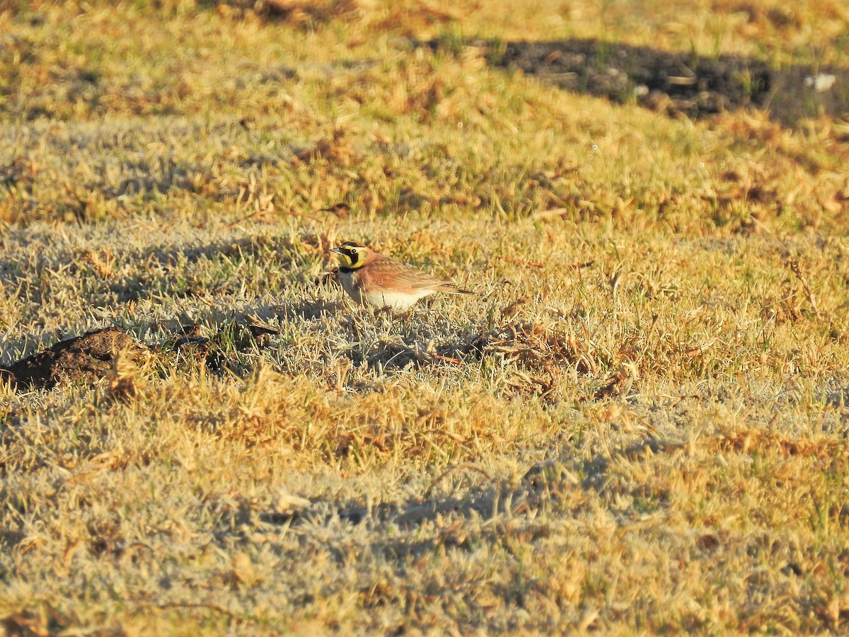 Horned Lark (Mexican) - ML206782751