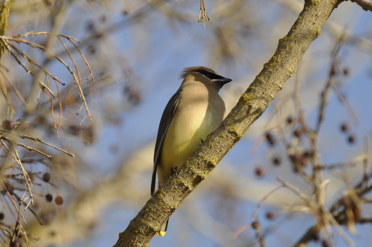 Cedar Waxwing - ML206782821