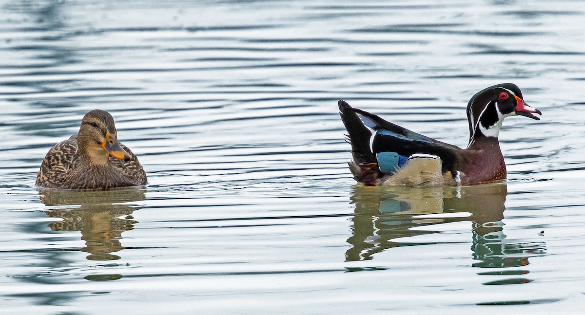 Wood Duck - ML206783441