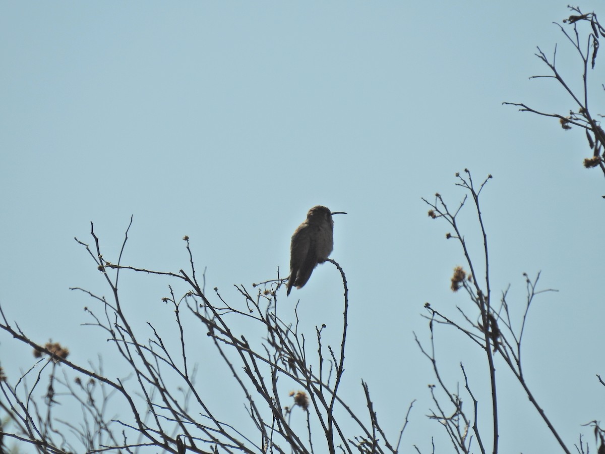 Luzifersternkolibri - ML206784261