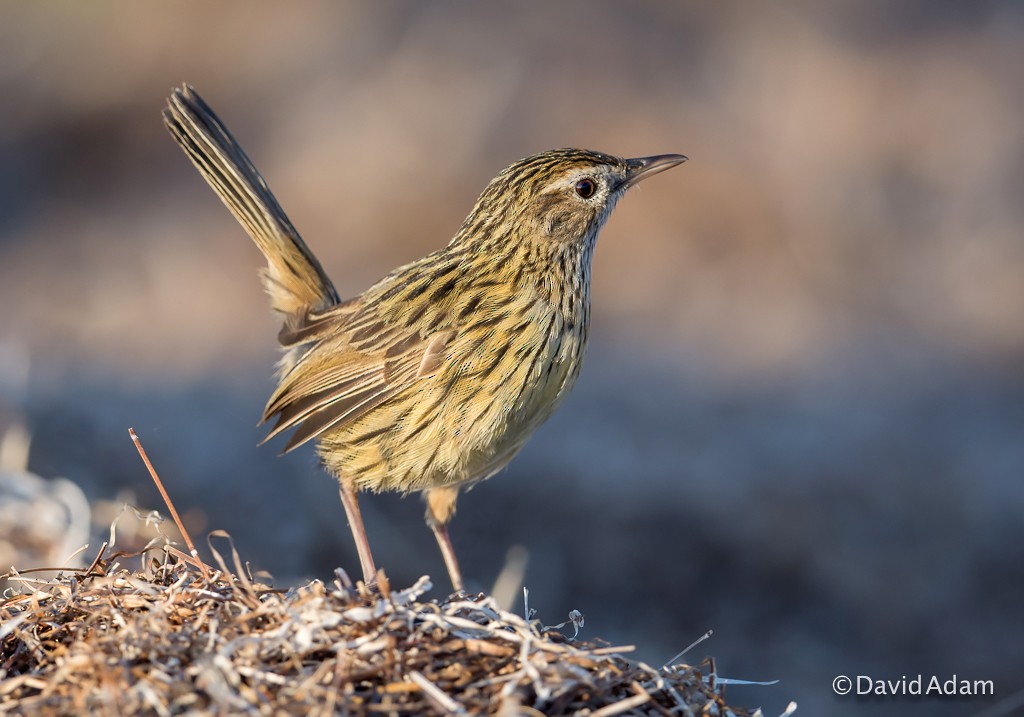 Striated Fieldwren - ML20678431