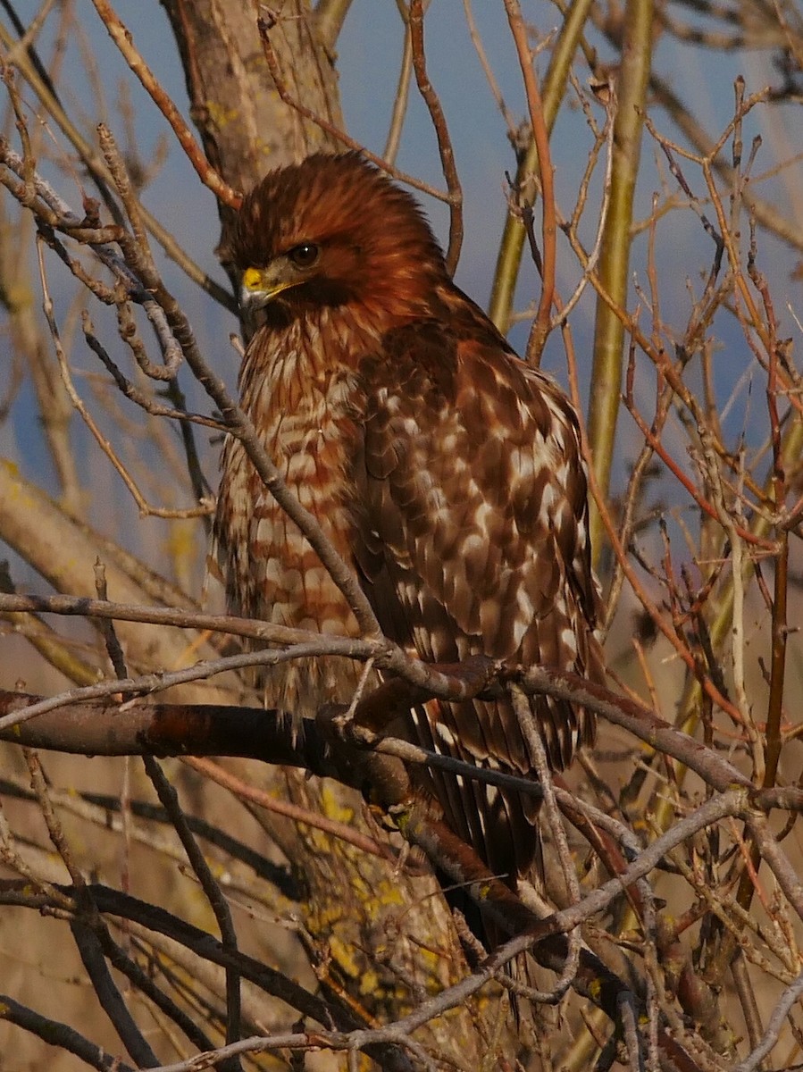 Red-shouldered Hawk - Chris Wills