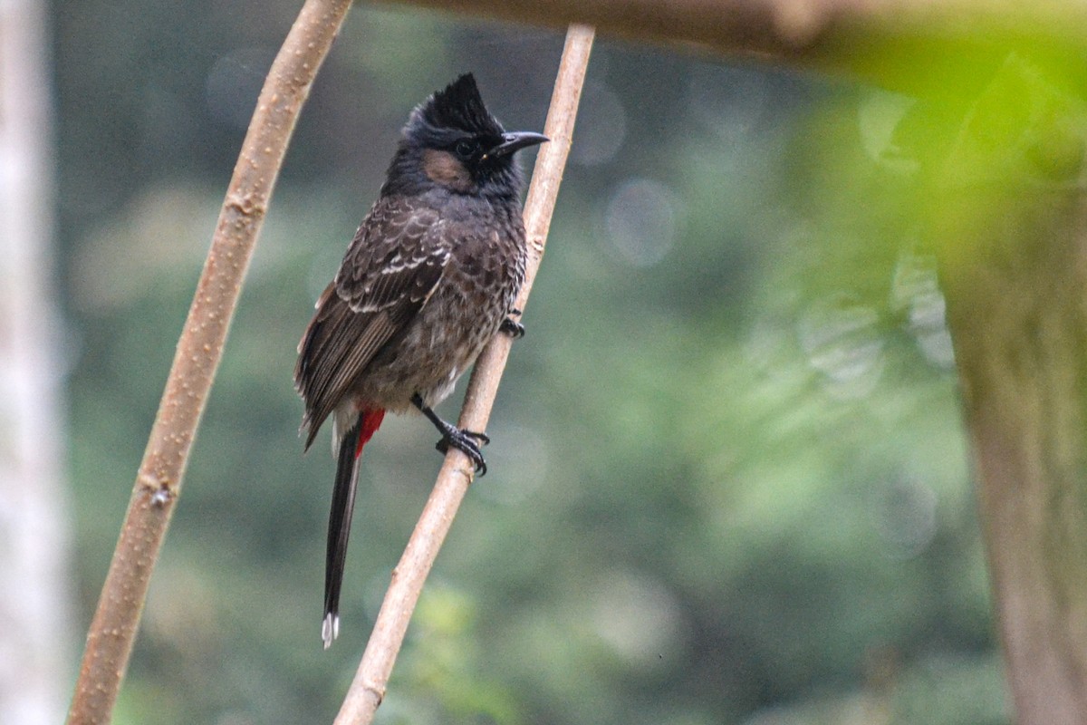 Red-vented Bulbul - ML206788821