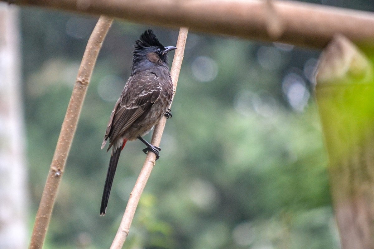 Red-vented Bulbul - ML206788831