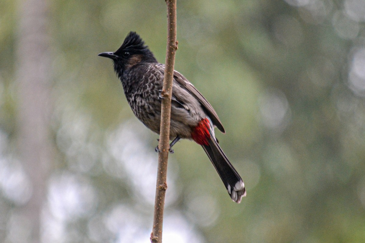 Red-vented Bulbul - ML206788841