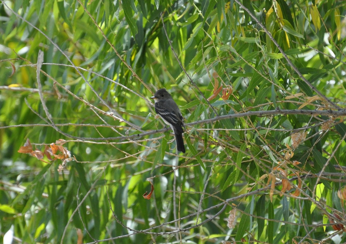 Western Wood-Pewee - ML206789401