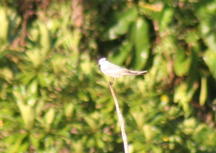 White-winged Tern - ML206791341