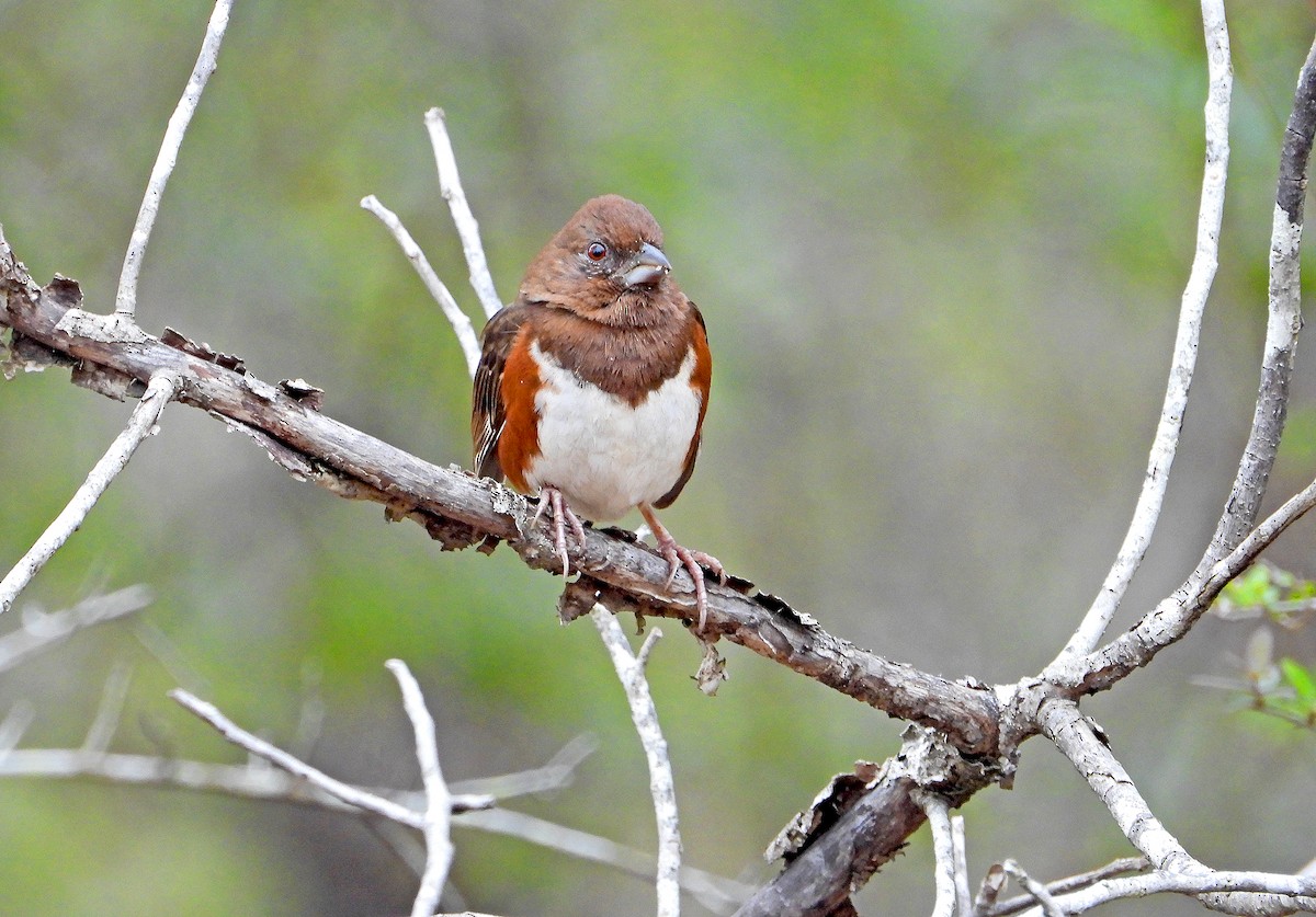 Eastern Towhee - ML206792851