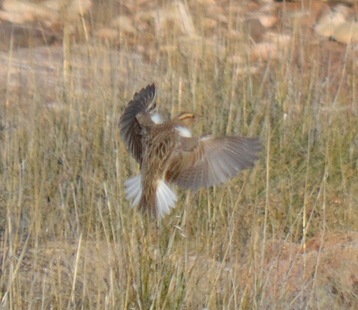 Chihuahuan Meadowlark - ML20679311