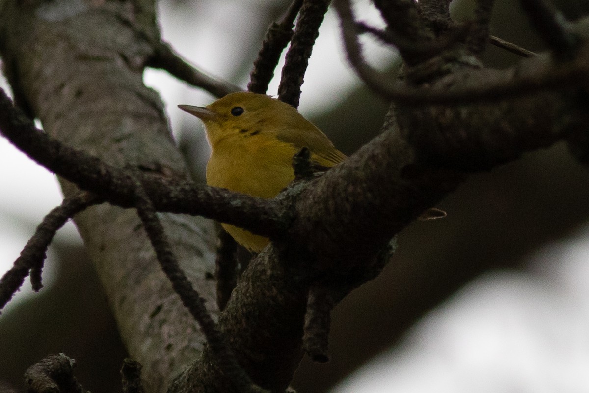 Yellow Warbler - Max  Chalfin-Jacobs